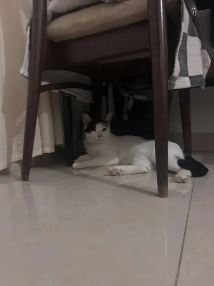 Tiger, Gogo's brother, found a safe hiding spot under a chair to observe from. I provide lots of nooks and crannies for cats to feel secure as they adjust.