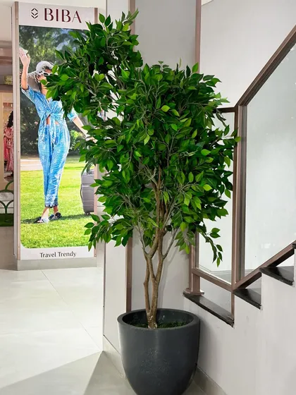 An artificial Ficus tree adds a touch of maintenance-free nature to a retail space. It's tall and slender, making it ideal for corners or areas with high ceilings.