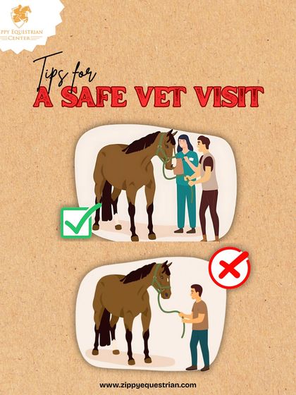 A safe vet visit requires preparation and focus. We have clear protocols for handling horses during veterinary appointments to ensure the safety of the horse, the owner, and the vet.