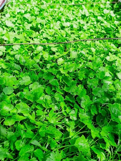 Multiplex Urban Green - Organic Gardening Supplies Grow Your Own Vegetables & Herbs photo 8