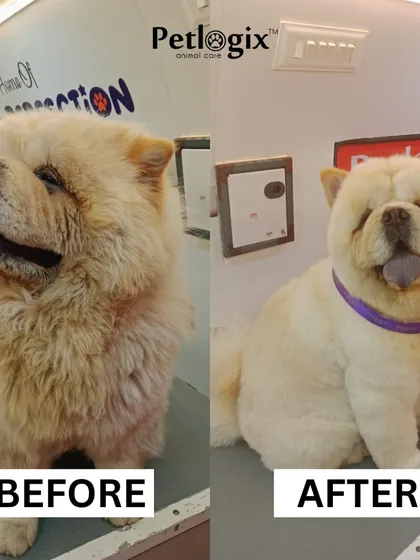 Look at the incredible difference in this Chow Chow's coat. Our de-shedding and grooming process removes excess fur, leaving them feeling lighter, cleaner, and looking absolutely stunning.