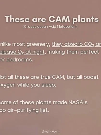 These are CAM plants. Unlike most greenery, they absorb CO2 and release O2 at night, making them perfect for bedrooms. Many of them are on NASA's top air-purifying list.
