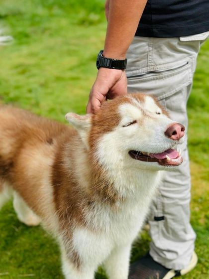 Fluffy Paws Pet Resort - Pet Boarding & Daycare Our Wonderful Guests photo 26