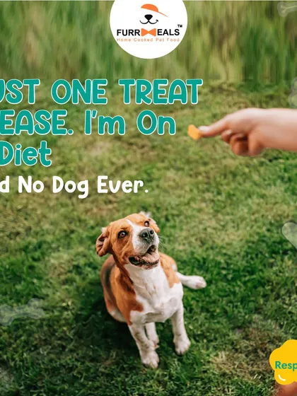 This collection of infographics and product shots provides a comprehensive guide to understanding, preventing, and managing dog obesity with my specialized diet plans and responsible treating tips.