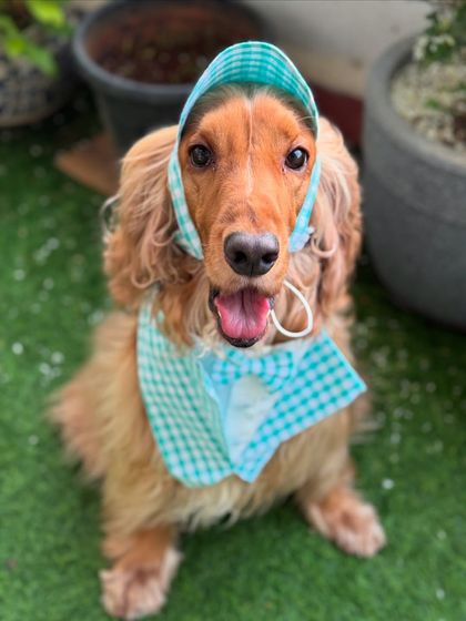 A happy, tongue-out smile from Posto in his garden. He loves dressing up for photos.