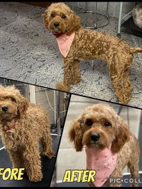 Dog Grooming & Styling