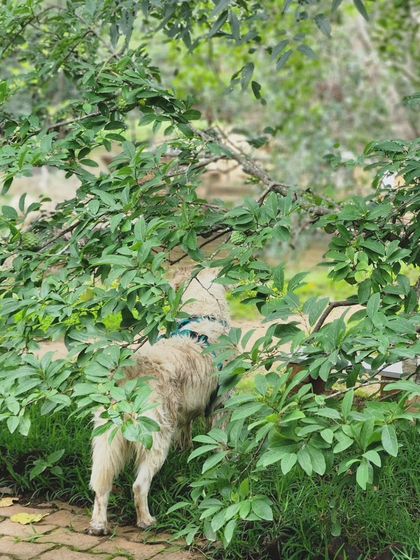 Deepthi - Canine Enrichment Services Outdoor Adventures & Exploration photo 5