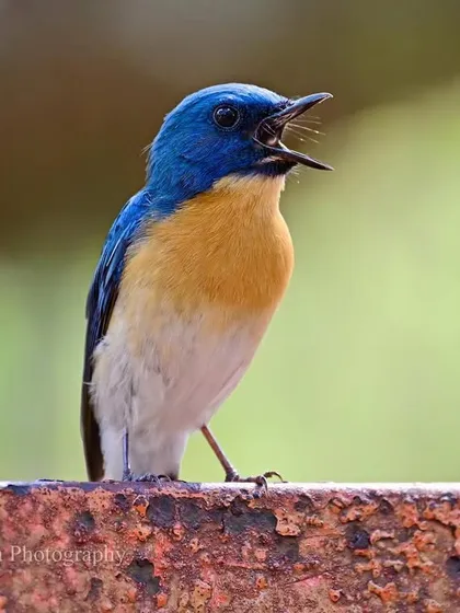 The blue flycatcher lets out a call, its beak open. These small call-notes are often the first sign of this active little bird as it plays hide and seek in the bushes.