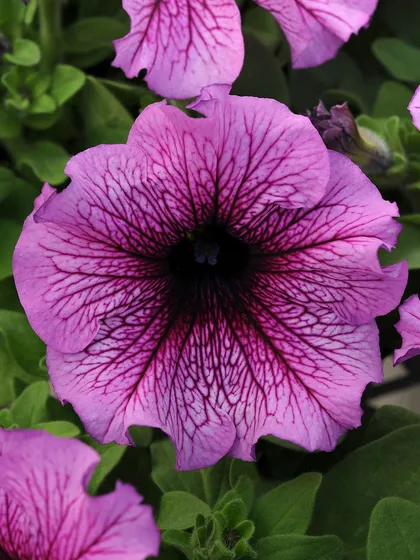A unique petunia with wavy-edged petals and dramatic dark veining that creates a striking contrast. This variety adds a touch of gothic romance to any planting scheme.