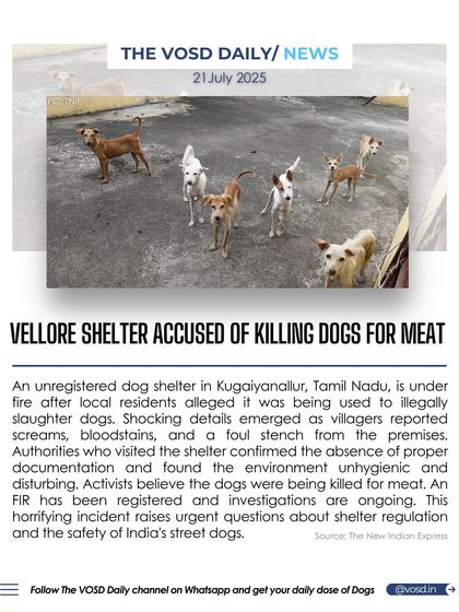 An unregistered dog shelter in Vellore, Tamil Nadu, is under fire after local residents alleged it was being used to illegally slaughter dogs for meat. This horrifying incident raises urgent questions about shelter regulation and safety.