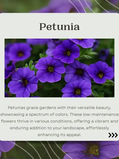 Petunias grace gardens with their versatile beauty, showcasing a spectrum of colors. These low-maintenance flowers thrive in various conditions, offering a vibrant and enduring addition to your landscape.