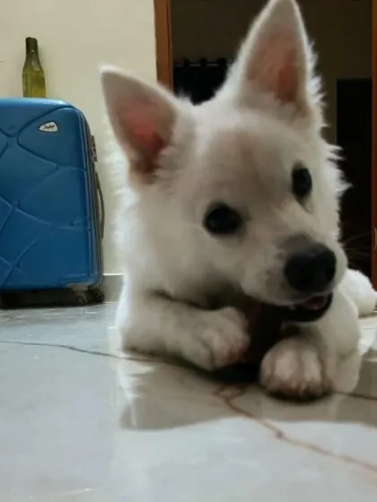 Meet Oggy, an 8.5-month-old male Indian Spitz, chewing on a treat. He is vaccinated and will be neutered before adoption.