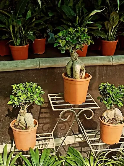 These Ficus Ginseng bonsai look great in classic terracotta pots. I also provide these small, sturdy white metal stands to help you create a beautiful display on a table or a balcony corner.