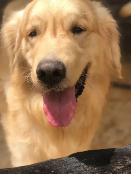 The classic happy face of a Golden Retriever. They are one of the most popular breeds we host.