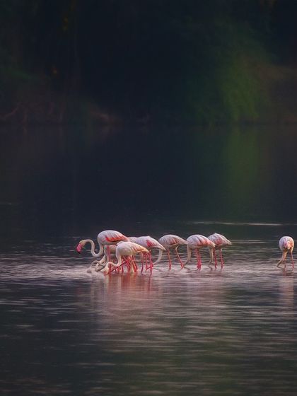 The Flamingo Spectacle of Navi Mumbai photo 5