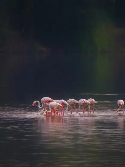 For a fleeting moment, the light, clouds, and water conspired to create heaven on earth. This group of Greater Flamingos was bathed in a magical glow, a spiritual experience that I was fortunate to capture. The image feels more like a painting than a photograph.