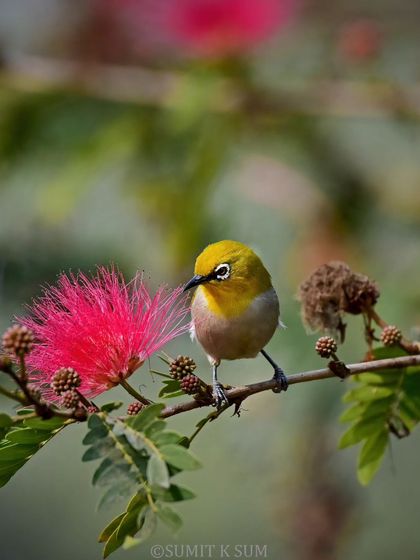 An Oriental White-eye, a tiny bird with a distinctive white ring around its eye, seen here against a vibrant pink powder-puff flower.