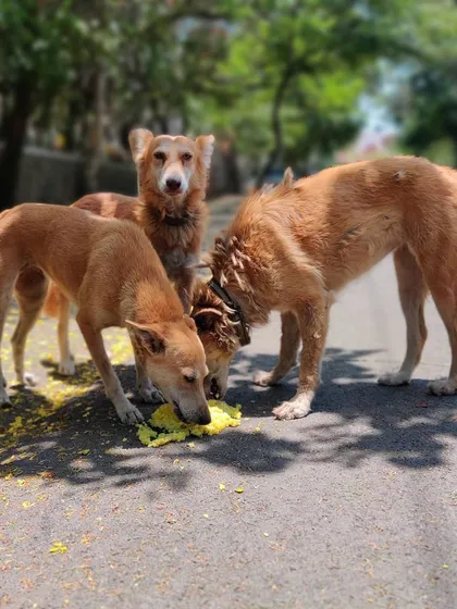 My dal khichdi with chicken and liver was a big success with the Viman Sena. One of the dogs looks up to say thanks while his friends finish their meal.