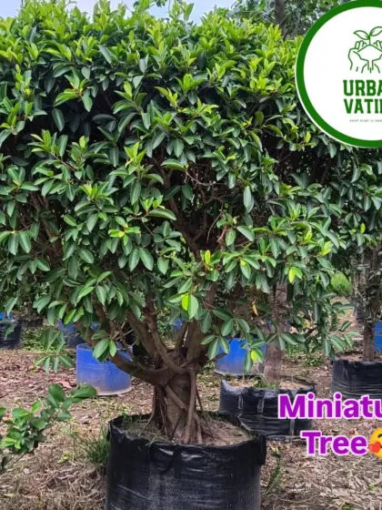 A beautiful miniature Ficus tree, a perfect start for a bonsai enthusiast.