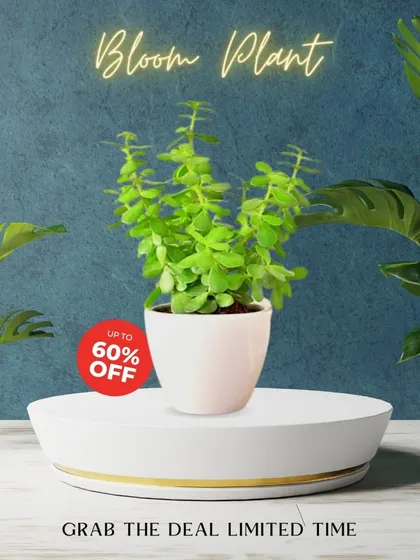 A beautiful Jade plant, perfect for starting your bonsai journey, potted in a clean white ceramic pot. It's a succulent that is very forgiving and easy to shape.