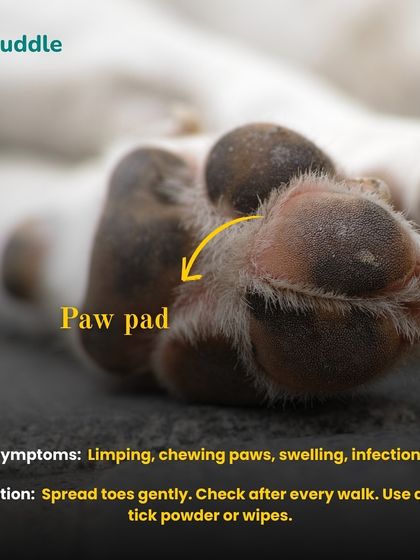 Kuddle - At-Home Pet Grooming Pet Parent Pro-Tips photo 5