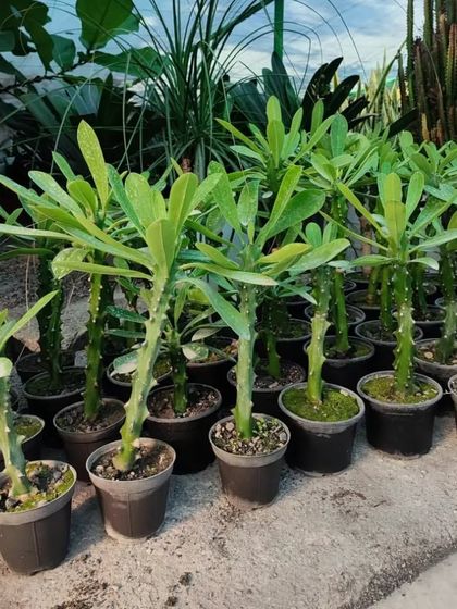 A batch of Madagascar Palm (Pachypodium lamerei) seedlings. Although they look like palms, they are actually succulents.