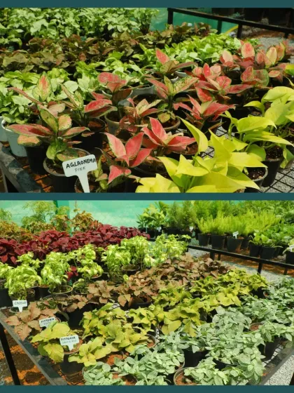Our garden center is filled with a diverse collection of foliage plants. Here you can see colorful Aglaonema and Coleus plants, perfect for adding a splash of color to your indoor or outdoor spaces.
