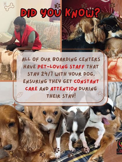 Anvis - Dog Boarding Helpful Tips for Pet Parents photo 4