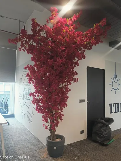 A tall, flowering red tree placed in an office corner, instantly brightening the workspace and adding a creative touch.