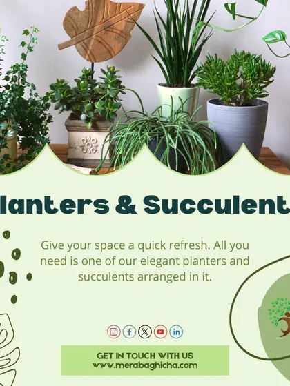 This graphic summarizes my offering of elegant planters and beautiful succulents. It's all about giving your space a quick and easy refresh with the right combination of pot and plant.