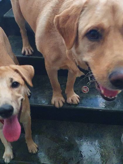 The Urban Dawg - In-Home Dog Boarding Golden Years & Gentle Care photo 8