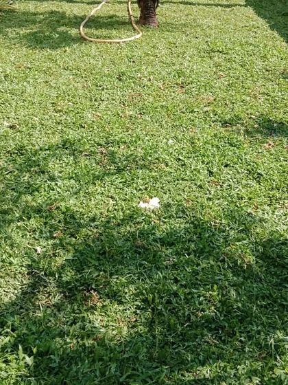 Lush Lawn Installations photo 11