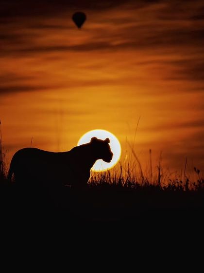 Wild Encounters: Action & Behavior photo 27