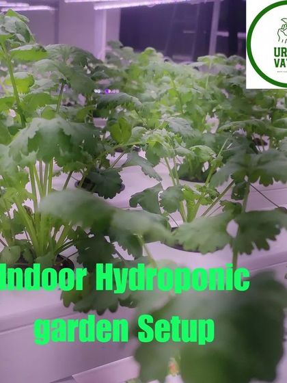 Fresh coriander (cilantro) growing in an indoor hydroponic garden.