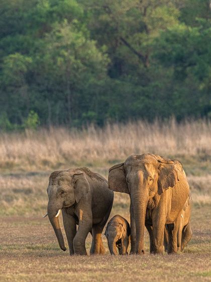 An elephant family stands together in the golden light, a beautiful portrait of their social bonds.