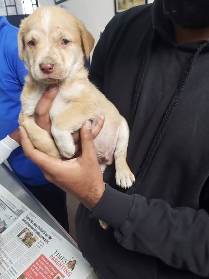 This little male pup from the same litter is looking for his family. He is healthy and has been dewormed.