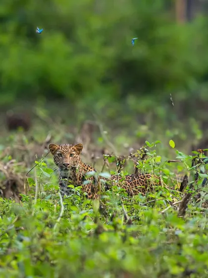 A leopardess and her sub-adult cub in Bandipur, framed by blue tiger butterflies. This magical moment, where different species interact, is a rare and beautiful sight.