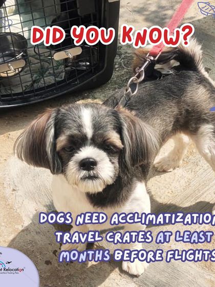 Anvis - Pet Relocation Preparing for Travel: Health, Safety & Documentation photo 34