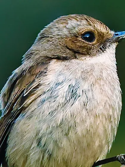 A portrait of a female Gray Bushchat. Her subtle brown and buff plumage is rendered in soft detail, showcasing a more understated beauty compared to the male.