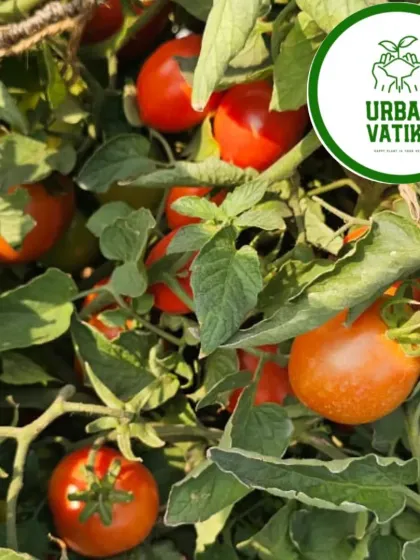 Our tomato farming expertise ensures a bountiful and profitable crop.