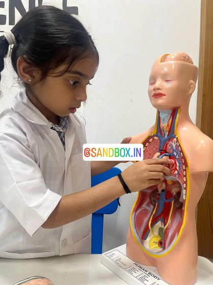 A student points to the heart in our anatomical model, learning how it pumps blood through the body. These tactile lessons make a lasting impression.