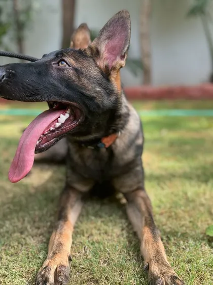 Bella the German Shepherd, tired but happy after a good training session.