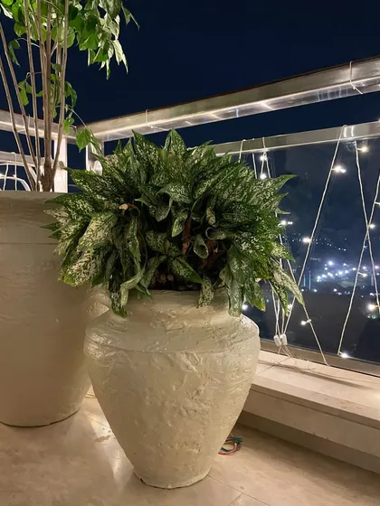 A close-up of the Chinese Evergreen (Aglaonema) in a custom pot. Its patterned leaves add great texture and visual interest to the arrangement.