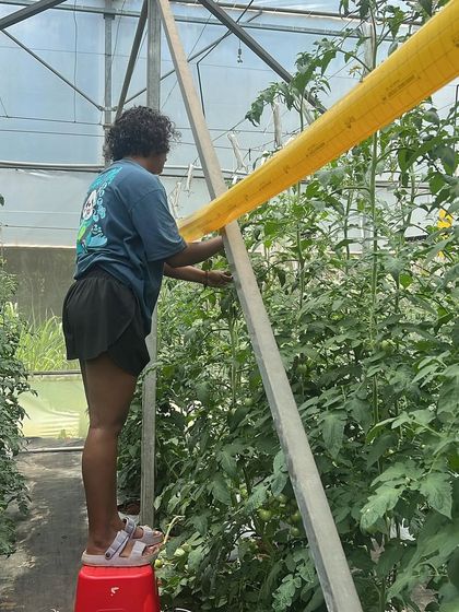 A trainee learns about crop support systems, an essential technique in vertical farming to maximize yield and maintain plant health in a hydroponic greenhouse.