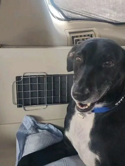 Xena looking happy and alert in the car after arriving in the USA. The journey is over, and a new life begins!