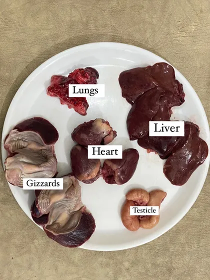 Organ meats are incredibly nutrient-dense. This plate shows a variety of fresh turkey organs I offer, including liver, heart, gizzards, lungs, and testicles. They are a perfect supplement for a raw or home-cooked diet.
