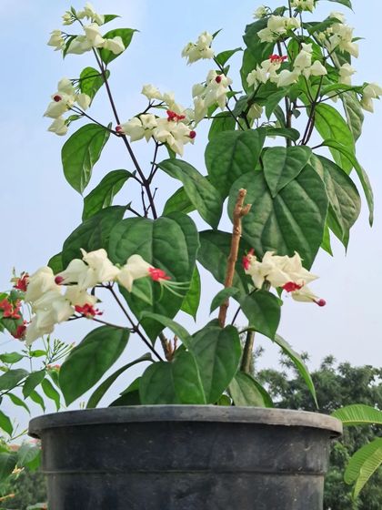 Bhardwaj - Urban Gardening Consultation A Riot of Colorful Flowers photo 194