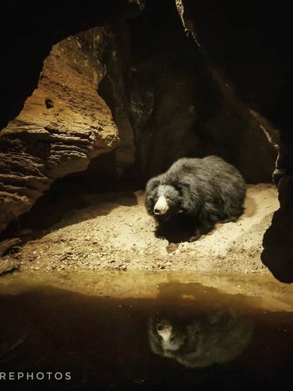 A sloth bear framed perfectly by a natural cave entrance. I used the weathered rocks as a frame within the frame and set up my lighting to create a spotlight effect, highlighting the bear as it approached the water.