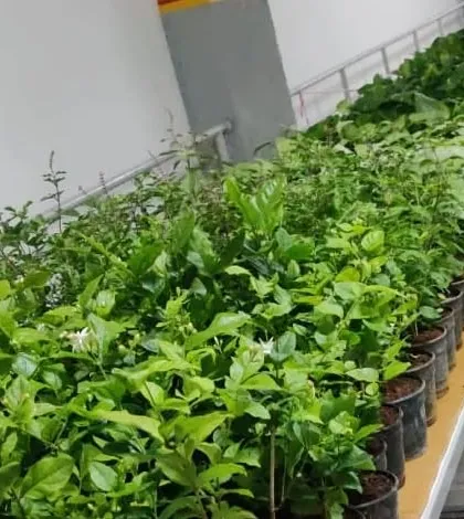Rows of plants, including Jasmine and Tulsi, being prepared for an Environment Day event. We can handle diverse orders with multiple plant types.