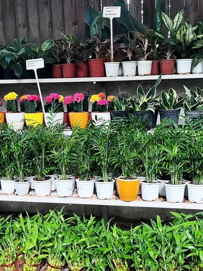 A shelf at one of our garden centers, showcasing a wide variety of houseplants, from lucky bamboo and palms to colorful cacti and snake plants, all ready for you to take home.